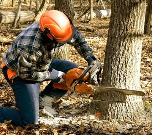 Tree Removal in Fishers, NY